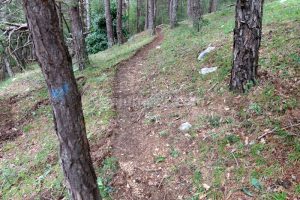 Aproximación bosque - Vía Ferrata Peña Karria - Arroyo de San Zadornil - RocJumper